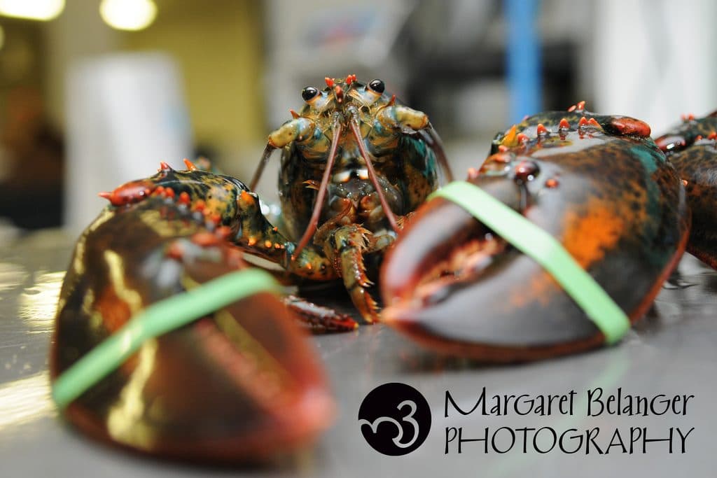 Margaret Belanger Photography | We Got A Hot Crustacean Band