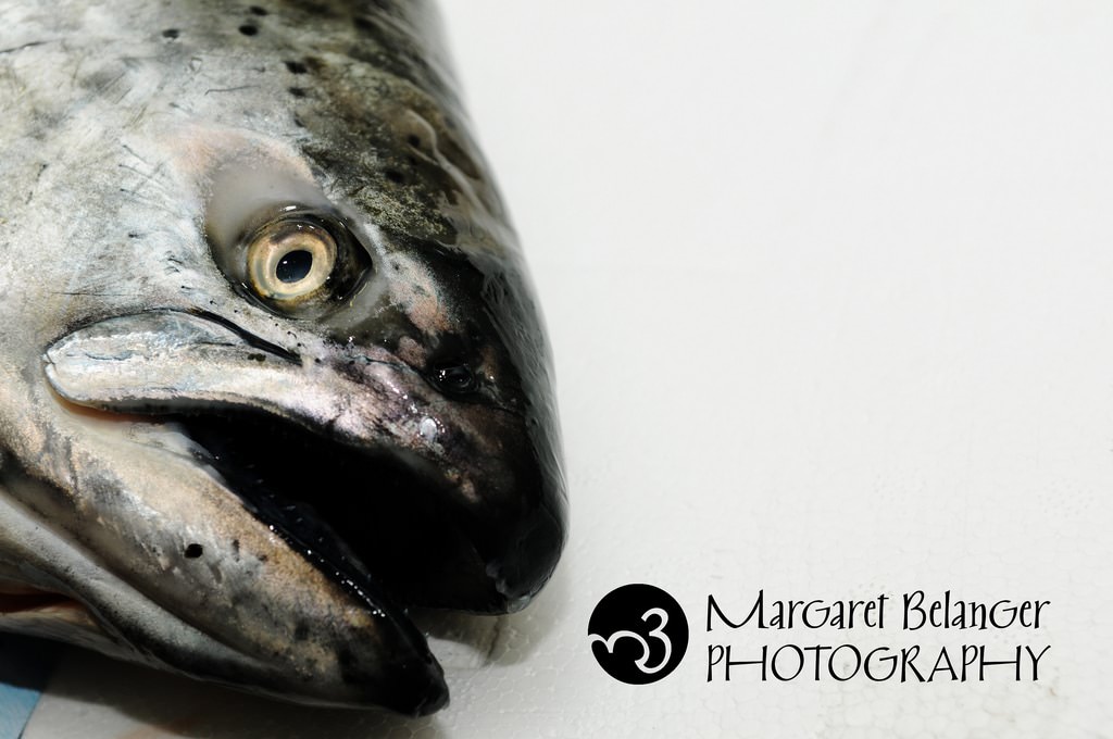Fish, food photography