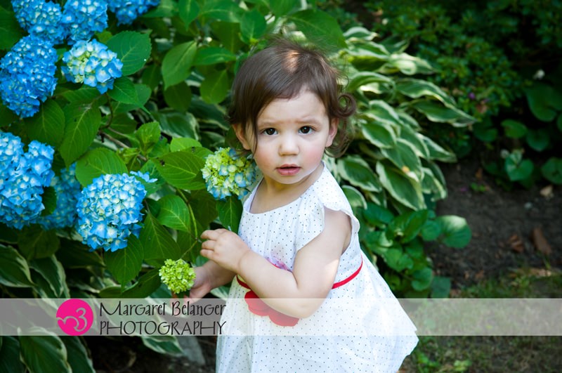 Little girl with hydrangeas, Winchester, MA family portrait session
