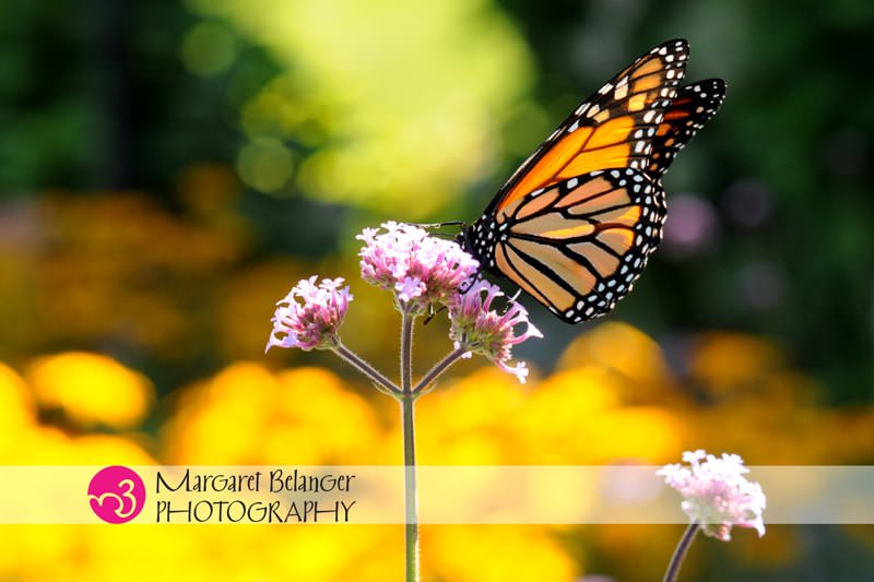 Monarch butterfly on a flower, Boothbay Harbor, Maine