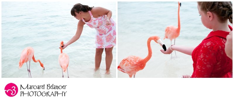 Guests feeding the flamingoes on Flamingo Beach, Renaissance Island, Aruba
