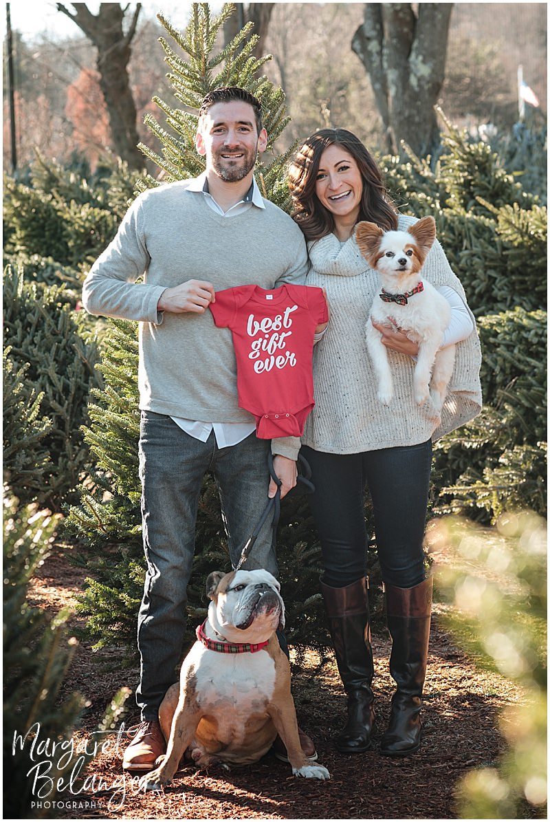 Mahoney's Winchester pregnancy announcement, family portraits among the Christmas trees, with their bulldog and papillon