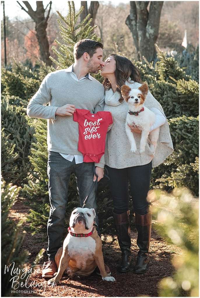 Mahoney's Winchester pregnancy announcement, family portraits among the Christmas trees, with their bulldog and papillon