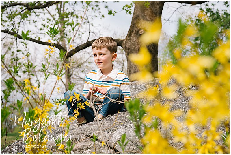 A young boy sits on a rock among the yellow blooms during a Minute Man National Park family photo session in Concord.
